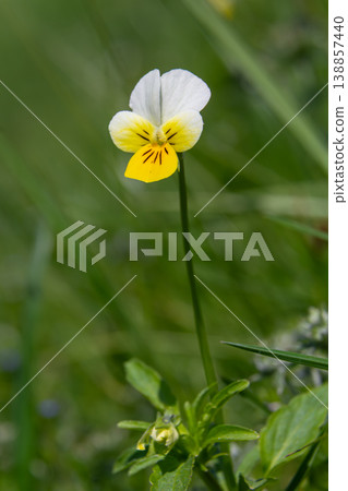 Wild pansy blossoms in a meadow during spring showcasing delicate petals and vibrant colors under bright sunlight 138857440