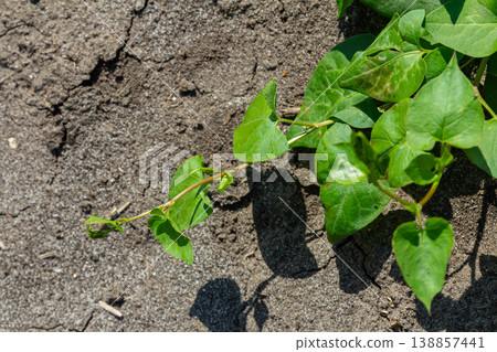 Field bindweed Convolvulus arvensis thriving among dry soil with broad leaves and climbing habit in a natural habitat during mid-summer Field bindweed Convolvulus arvensis thriving among dry soil with broad leaves and climbing habit in a natural habitat during mid-summer 138857441