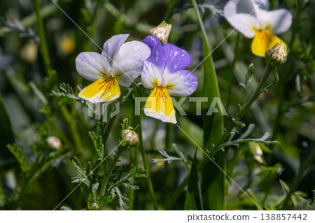 Vibrant wild pansy flowers bloom in a sunny meadow illuminated by natural light during springtime showcasing delicate petals and unique colors Vibrant wild pansy flowers bloom in a sunny meadow illuminated by natural light during springtime showcasing delicate petals and unique colors 138857442