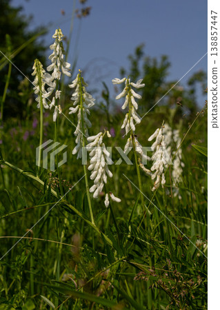 Fine-leaved vetch blooms gracefully in a lush green field under a clear blue sky on a sunny day in early summer Fine-leaved vetch blooms gracefully in a lush green field under a clear blue sky on a sunny day in early summer 138857447