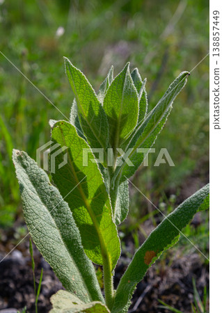 Common mullein plant thriving in natural habitat during late spring with soft green leaves reaching towards sunlight 138857449