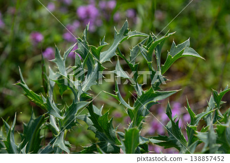 Field Eryngo blooms among wildflowers in a lush green landscape during a sunny afternoon in late spring Field Eryngo blooms among wildflowers in a lush green landscape during a sunny afternoon in late spring 138857452