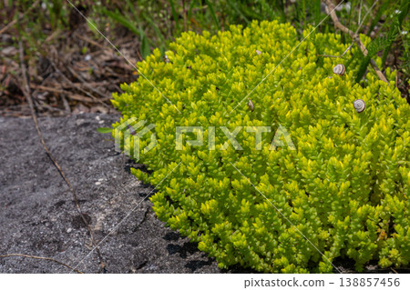 Bright green sedum acre clusters thriving on rocky ground in natural habitat showcasing resilience and adaptability in marginal landscapes during sunny weather Bright green sedum acre clusters thriving on rocky ground in natural habitat showcasing resilience and adaptability in marginal landscapes during sunny weather 138857456