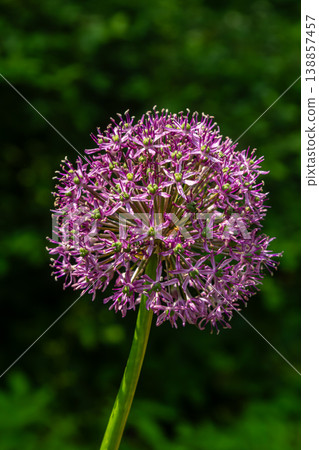 Round-headed leek blooms vibrantly in a lush green garden during early summer showcasing its unique circular flower structure Round-headed leek blooms vibrantly in a lush green garden during early summer showcasing its unique circular flower structure 138857457