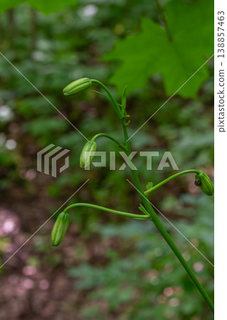 Beautiful budding Lilium martagon showcasing green flower buds surrounded by lush greenery in a serene forest setting Beautiful budding Lilium martagon showcasing green flower buds surrounded by lush greenery in a serene forest setting 138857463