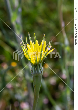 Bright yellow wildflower blooms in a lush green meadow under a clear blue sky during springtime showcasing nature's vibrant colors and intricate details Bright yellow wildflower blooms in a lush green meadow under a clear blue sky during springtime showcasing nature's vibrant colors and intricate details 138857469