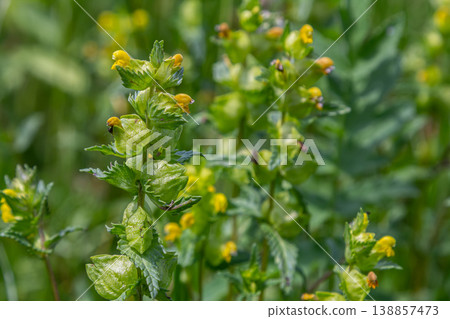 Common yellow rattle shows vibrant yellow flowers amidst lush green foliage in a meadow during a sunny afternoon in spring Common yellow rattle shows vibrant yellow flowers amidst lush green foliage in a meadow during a sunny afternoon in spring 138857473