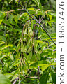 Winged seeds of Acer negundo hang from branches surrounded by vibrant green leaves in a natural setting during early summer 138857476
