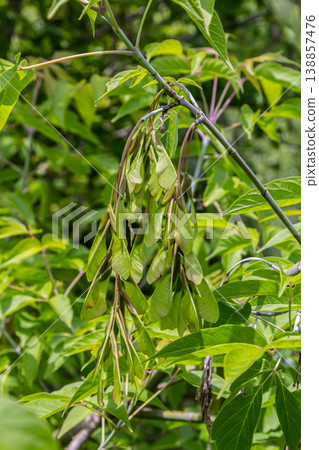 Winged seeds of Acer negundo hang from branches surrounded by vibrant green leaves in a natural setting during early summer 138857476