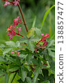 Tatar Maple Acer Tataricum with vibrant leaves and blooms observed during spring season in a natural setting 138857477