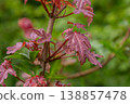 Beauty of Acer tataricum leaves with a vibrant reddish hue against a lush green background in early spring 138857478