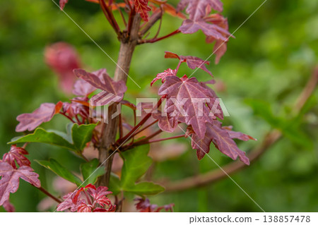 Beauty of Acer tataricum leaves with a vibrant reddish hue against a lush green background in early spring 138857478
