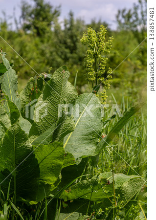 Clustered Dock and Curly Dock plants thriving in a lush green field during a bright sunny day Clustered Dock and Curly Dock plants thriving in a lush green field during a bright sunny day 138857481