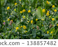 Bright yellow flowers of Trifolium campestre bloom abundantly among green foliage in a sunny field during early summer 138857482