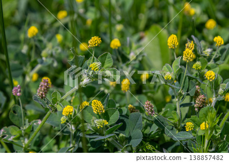 Bright yellow flowers of Trifolium campestre bloom abundantly among green foliage in a sunny field during early summer 138857482