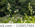 Flourishing Galium album with delicate white flowers observed in a lush forest clearing during late spring afternoon 138857484