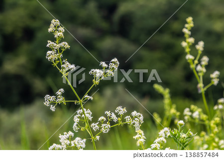 Flourishing Galium album with delicate white flowers observed in a lush forest clearing during late spring afternoon Flourishing Galium album with delicate white flowers observed in a lush forest clearing during late spring afternoon 138857484