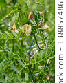 Fine-leaved vetch shows its delicate flowers among lush green foliage in a sunny meadow during a vibrant spring day 138857486