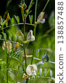 Fine-leaved vetch blooms gracefully in sunlight surrounded by lush green foliage in a vibrant meadow during late spring 138857488