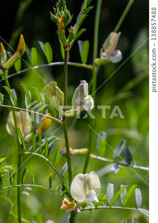 Fine-leaved vetch blooms gracefully in sunlight surrounded by lush green foliage in a vibrant meadow during late spring Fine-leaved vetch blooms gracefully in sunlight surrounded by lush green foliage in a vibrant meadow during late spring 138857488