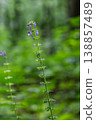 Common Skullcap blooming in a lush green forest showcasing delicate purple flowers against a vibrant background of foliage 138857489