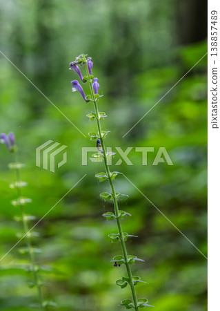 Common Skullcap blooming in a lush green forest showcasing delicate purple flowers against a vibrant background of foliage 138857489