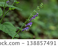 Common Skullcap blooms in a lush green environment showcasing vibrant purple flowers on a slender stem during warm summer days 138857491