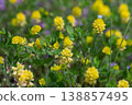 Close-up view of Trifolium campestre displaying vibrant yellow blooms in a sunny meadow during spring season 138857495