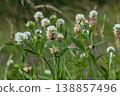 Mountain clover blooming in a lush green meadow during late spring under bright sunlight 138857496