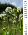 Mountain clover Trifolium montanum blooming in natural landscape with soft sunlight and greenery around 138857498