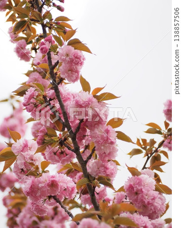 Beautiful pink twin cherry trees Beautiful pink twin cherry trees 138857506