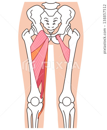 Adductor muscles (thigh muscles) Adductor muscles (thigh muscles) 138857512