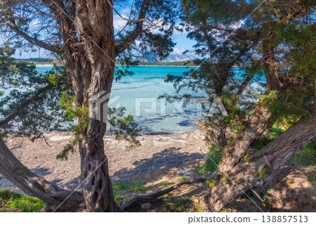 Pine trees by the sea in Lu Impostu beach. Pine trees by the sea in Lu Impostu beach. 138857513