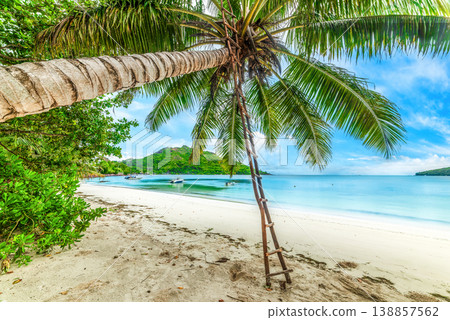 Wooden ladder on a palm tree in a tropical beach Wooden ladder on a palm tree in a tropical beach 138857562
