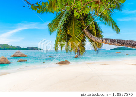 Palm trees over a tropical beach on a sunny day Palm trees over a tropical beach on a sunny day 138857570