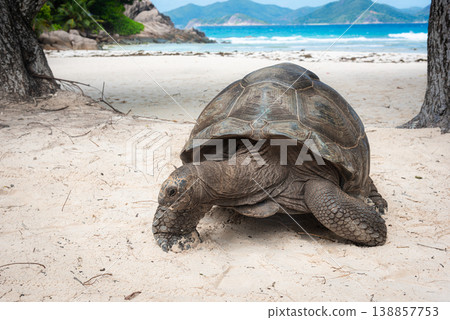 Close view of a giant tortoise in a tropical beach 138857753