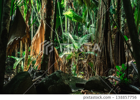 Tropical vegetation and rocks in a rainforest Tropical vegetation and rocks in a rainforest 138857756