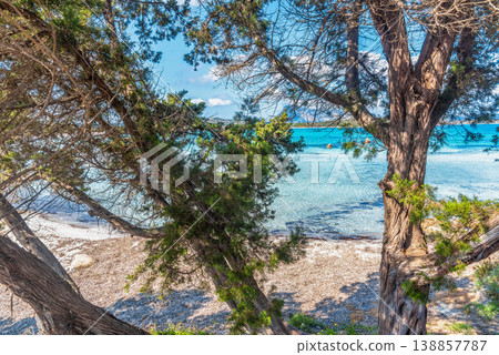 Pine trees by the sea in Lu Impostu beach 138857787