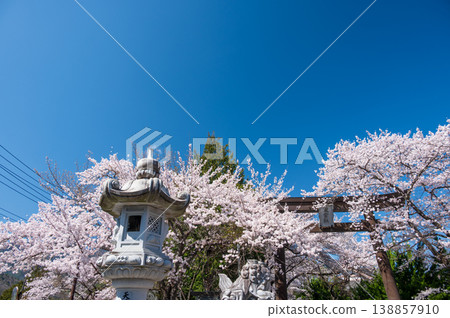 Cherry blossoms at the entrance to Fuji Omuro Sengen Shrine: The large torii gate and cherry blossoms. Cherry blossoms at the entrance to Fuji Omuro Sengen Shrine: The large torii gate and cherry blossoms. 138857910