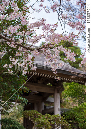 Cherry Blossoms Cherry Blossoms 138857944