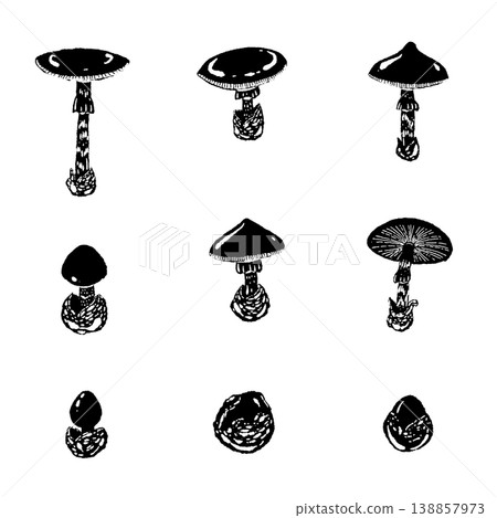 Monochrome hand-drawn illustration set of variations of the Amanita caesarea mushroom. 138857973