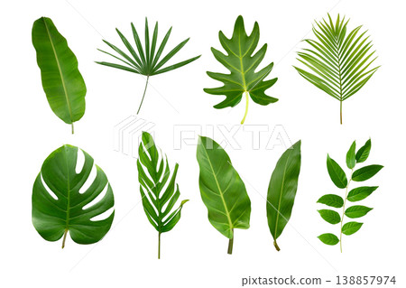 Banana, palm and momstera green leaf tropical plant isolated on white background. Banana, palm and momstera green leaf tropical plant isolated on white background. 138857974