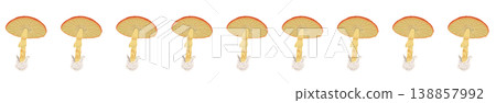 Line decoration/decorative border illustration material featuring a row of Amanita caesarea (flat-capped mushrooms). Line decoration/decorative border illustration material featuring a row of Amanita caesarea (flat-capped mushrooms). 138857992