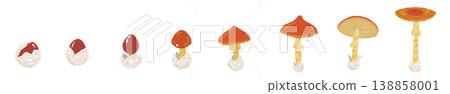 以 Amanita caesarea 蘑菇的生長階段為主題的線條裝飾/裝飾邊框插圖素材。 以 Amanita caesarea 蘑菇的生長階段為主題的線條裝飾/裝飾邊框插圖素材。 138858001