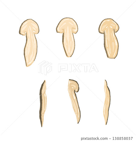 Hand-drawn illustration material of a variation set of sliced matsutake mushrooms 138858037