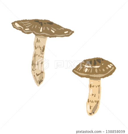 Hand-drawn illustration of two matsutake mushrooms (a pair) 138858039