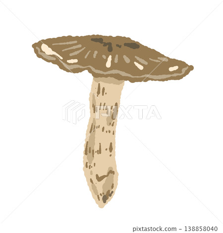 Hand-drawn illustration of a single matsutake mushroom (with its cap open). Hand-drawn illustration of a single matsutake mushroom (with its cap open). 138858040