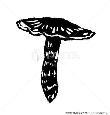Black and white hand-drawn illustration of a single matsutake mushroom (with its cap open). Black and white hand-drawn illustration of a single matsutake mushroom (with its cap open). 138858057