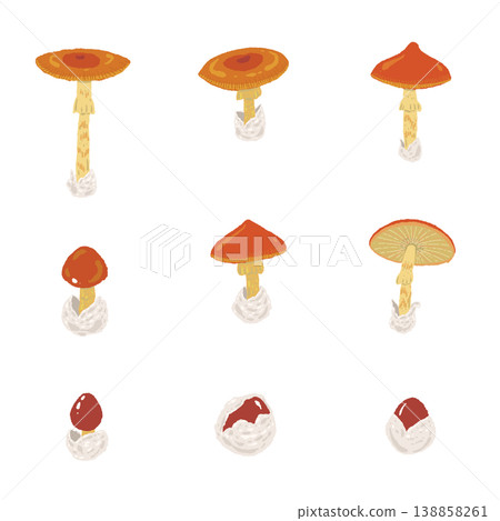 手繪的鵝膏菌（Amanita caesarea）各種變種插圖集。 138858261