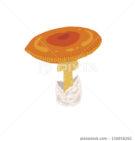 手繪的凱撒利亞鵝膏菌（單生菌，平蓋）插圖 138858262